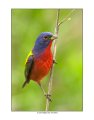 180 painted bunting